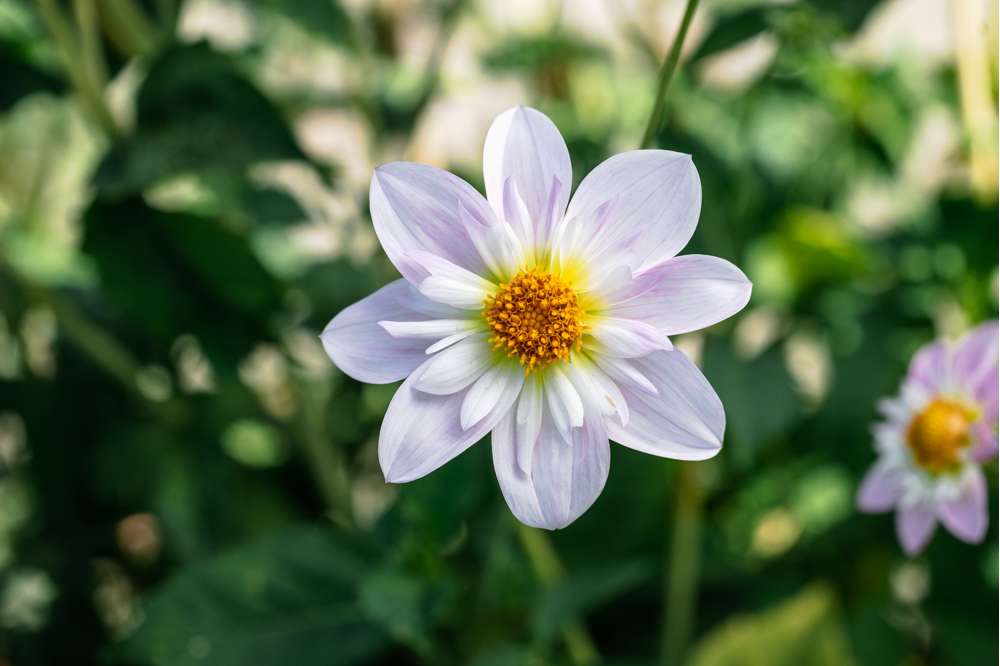 Dahlia 'Teesbrooke Audrey'